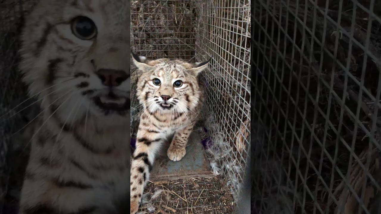 Cage trapping bobcats YouTube