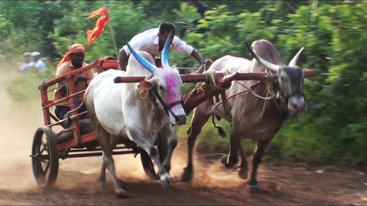 Chikkabagewadi stud bulls running a race