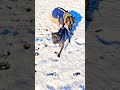 Two powerful dogs let loose exactly how they should be #dogbehaviorist #playtime