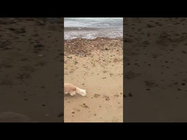 Dog Boarding Holiday on the Kent Coast