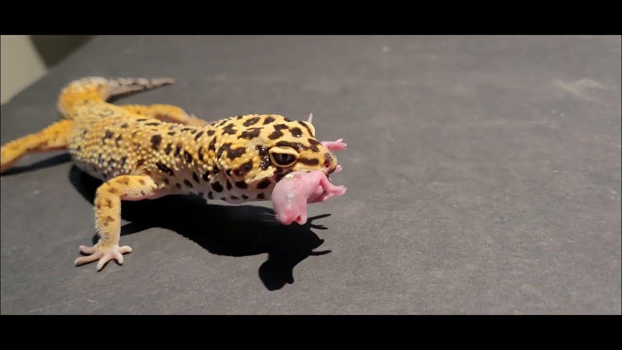 Leopard Gecko Eats Pinky Mice / Warning Live Feeding YouTube