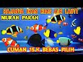 Update Harga Ikan Hias Laut di Pasar Subuh Jatinegara 🐟