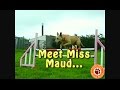 Miss maud  north clwyd animal rescue by k999com