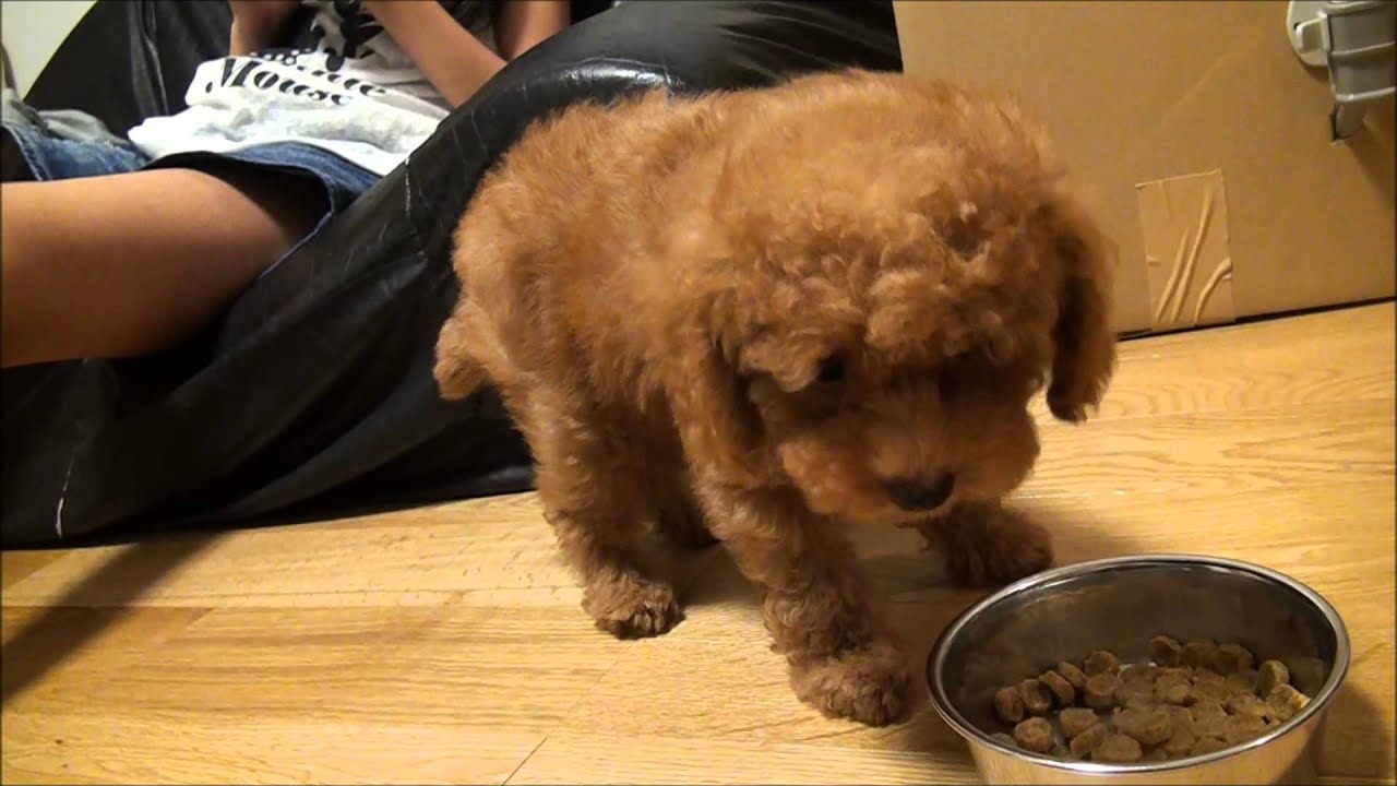 家での初めてのエサ 購入前のトイプードルの子犬5 First Of Bait Toy Poodle Puppy Coming Home Youtube