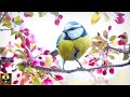 Relaxing Music and Nature Sounds | Soothing Piano Music with Birds Singing for Sleeping, Studying