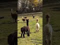 mini zebu cow getting the zoomies #shorts