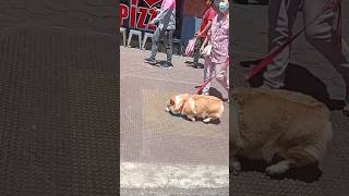 Fat Corgi At Session Rd.