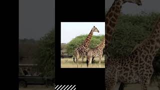 Gaya Tours Luxury Kosher Safari: Beyond Your Wildest Dreams!