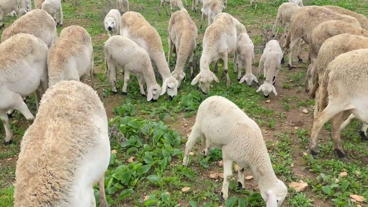 ربيع موجود تبارك الله الغنم غدة تشبع ربيع