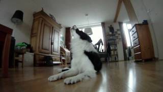Border collie howling at baby commercial