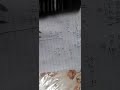 الصف الأول ثانوي حل اختبر فهمك 5 وشرح لإيجاد الصيغة التجريبية الأولية الباب الرابع