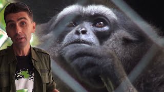 GIBBONS SICK AT THE CLINIC (part2)