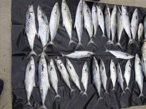 Emerald Isle NC, Fishing For Spanish Mackerel