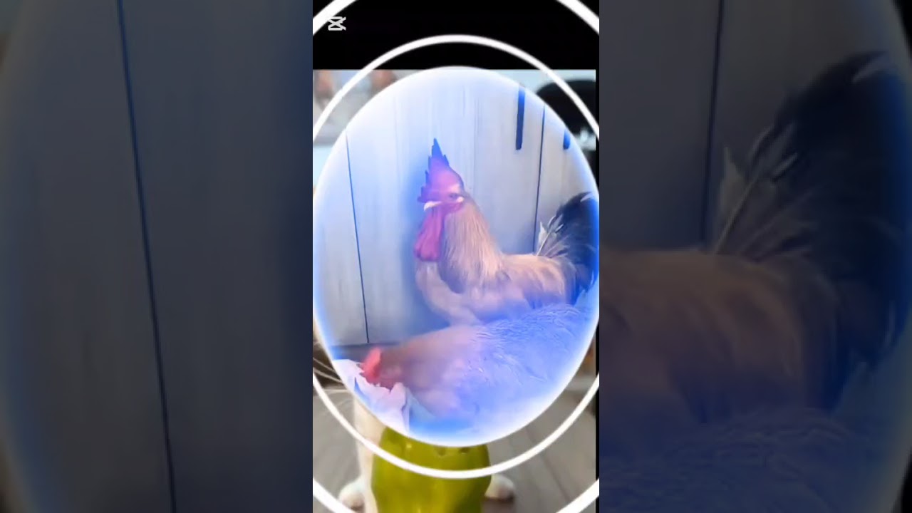 Кот с рублёвки#funny videos #shots #cat 