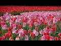 なばなの里チューリップ・ネモフィラまつりTVCM【NA】