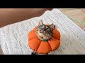 猫に新しい芸を特訓してみたら天才すぎて言葉を失いました…笑 