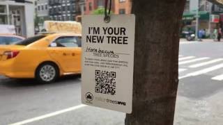 NYC Parks Tree Next to Kove Brothers Hardware