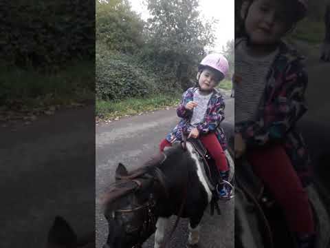 herpetology science olympiad test Shetland pony horse my little girls first horse ride.