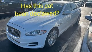 Has this big cat been declawed?? by Fuzzy Dice Motors 135 views 1 month ago 29 minutes
