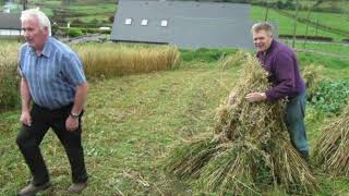 Corn Cutting Bredagh Glen.