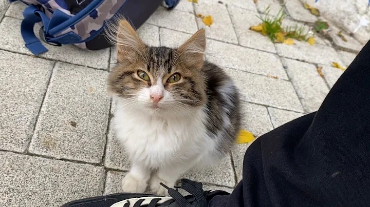 Video 3787991: tabby cat, persian cat, stray cat, cat meowing, cat food, beautiful kittens living, adorable cats