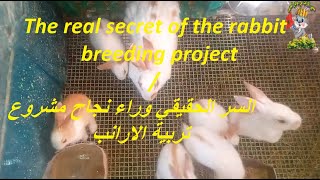 The real secret of the rabbit breeding project/ السر الحقيقي وراء نجاح مشروع تربية الارانب