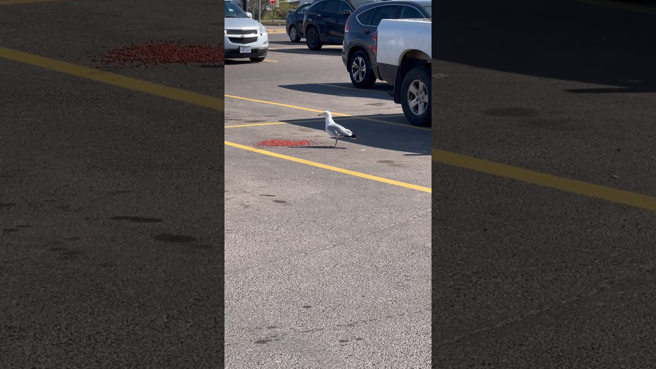 One-Legged Seagull 😳 