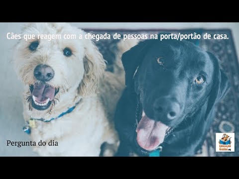 Cães que reagem na chegada de pessoas na porta/portão de casa: alerta territorial