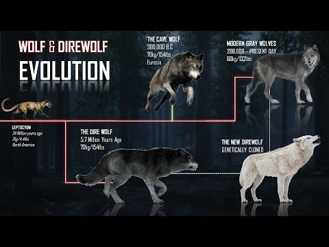 BMW77788 x ESCOBET86 - Evolusi & Linimasa Serigala dan Direwolf