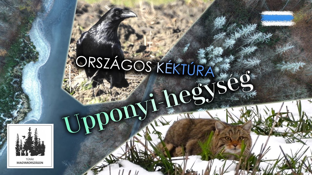 Vadmacskák és zenélő torony az Upponyi-hegységben