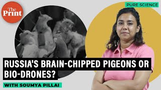 Russias Brain-Chipped Pigeons The Rise Of Bio-Drones How They Work