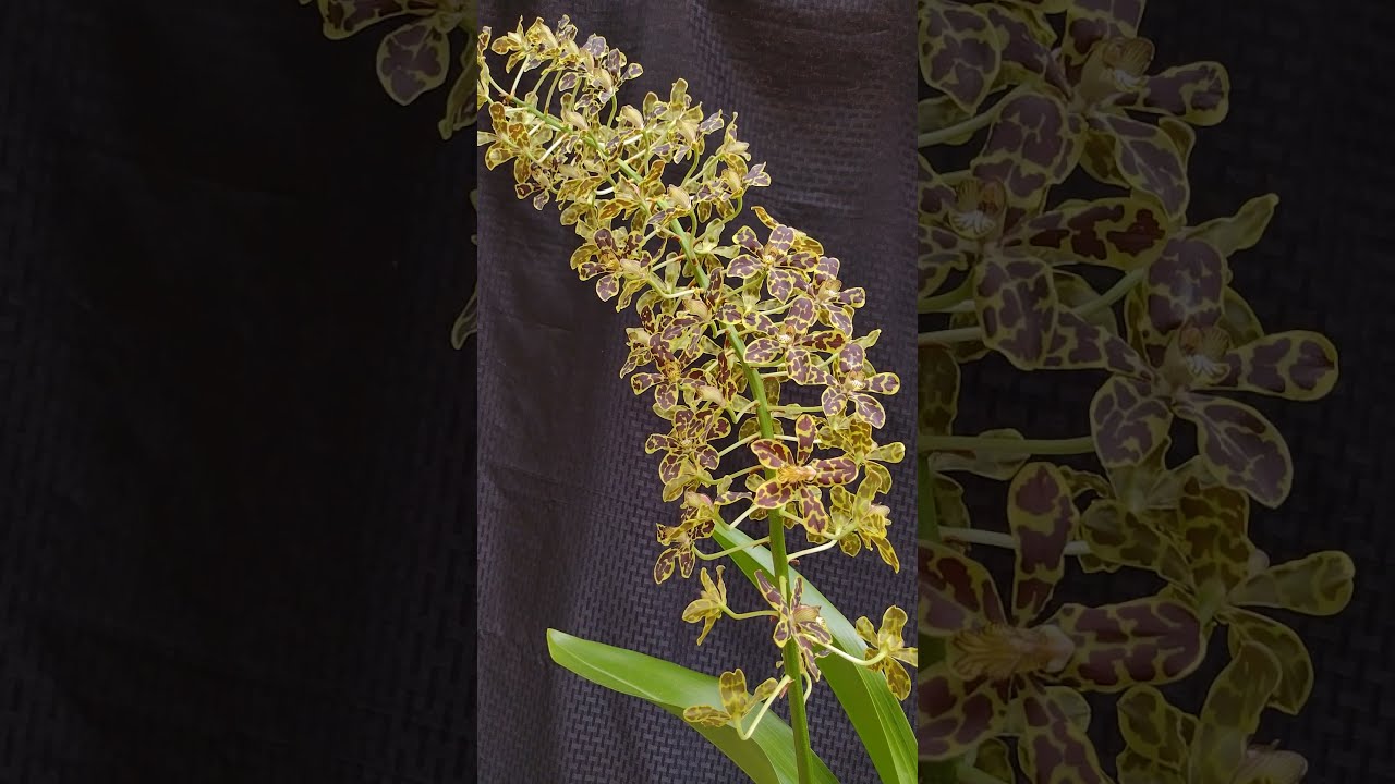 Grammatophyllum scriptum 