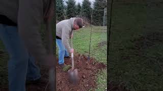 Planting trees for deer