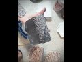 Applying an underglaze wash to the soap dishes. Just love the way this brings out the textures.