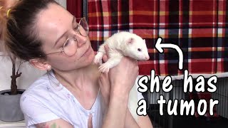 Elara Needs Surgery and I Need Your Help by Friendly Neighborhood Ferrets 3,820 views 2 years ago 8 minutes, 42 seconds
