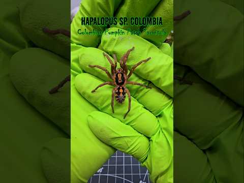 Your Pumpkin Patch Tarantula might not be what you think! Hapalopus sp Colombia #tarantula #spider