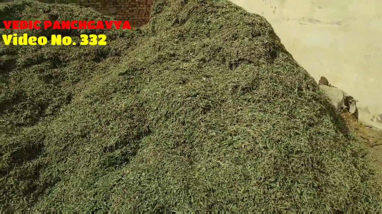 (332) Best Dry Fodder for your Animals#  मूंगफली का नीरा /चारा/ भूसा पशुओं के लिए अच्छा है