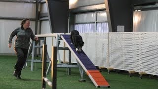 USDAA Master Gambler S.Tumanova & Skippy