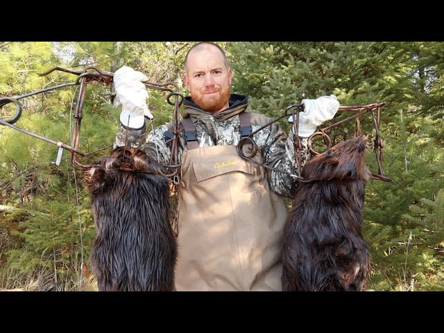How And Where To Set Beaver Traps