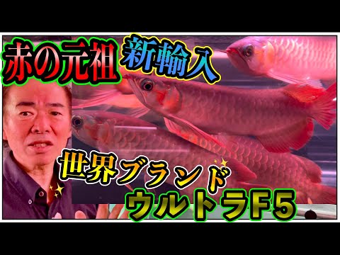 新作ハンドメイド　41cmアロワナ　フィギュア　レプリカ　熱帯魚　紅龍　レッド 新作ハンドメイド 41cmアロワナ フィギュア レプリカ 熱帯魚 紅龍
