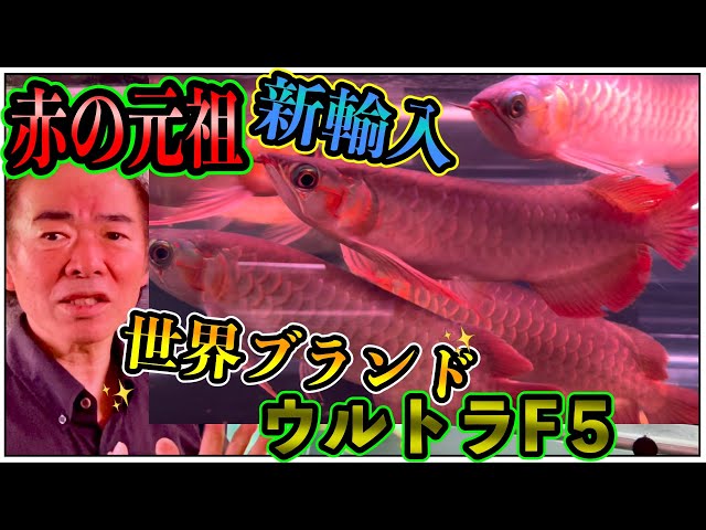 アロワナマニア必見』新入荷❗️『元祖紅龍』銘魚ウルトラF5『龍