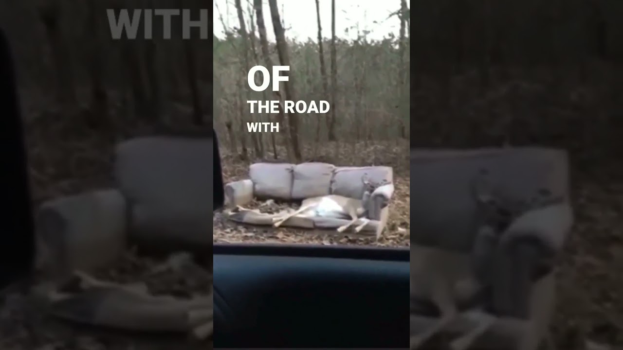 Deer sleeping on abandoned couch 