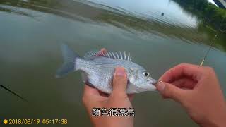 新竹紅毛港垂釣時光 釣魚之樂 新竹紅樹林釣魚