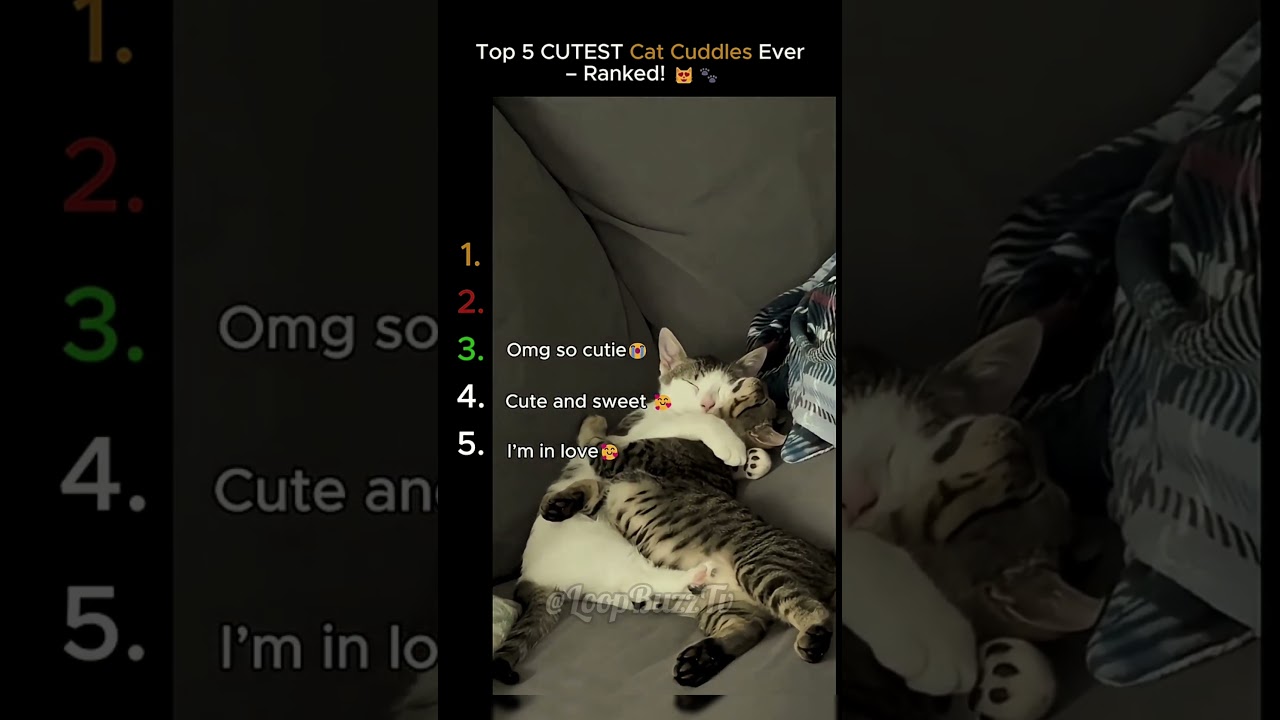 Top5 Cat Cuddle Moments!😀🐈