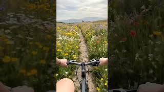 POV: Cycling in wildflower meadow trail#bikeride #cycling #pov #viral #shorts