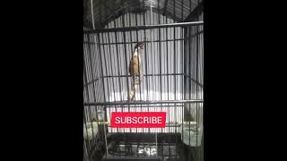 cendet isian kunti dan gereja