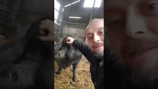 Pig Attack, Bernard Roy Tried To Bite My Arm Off...