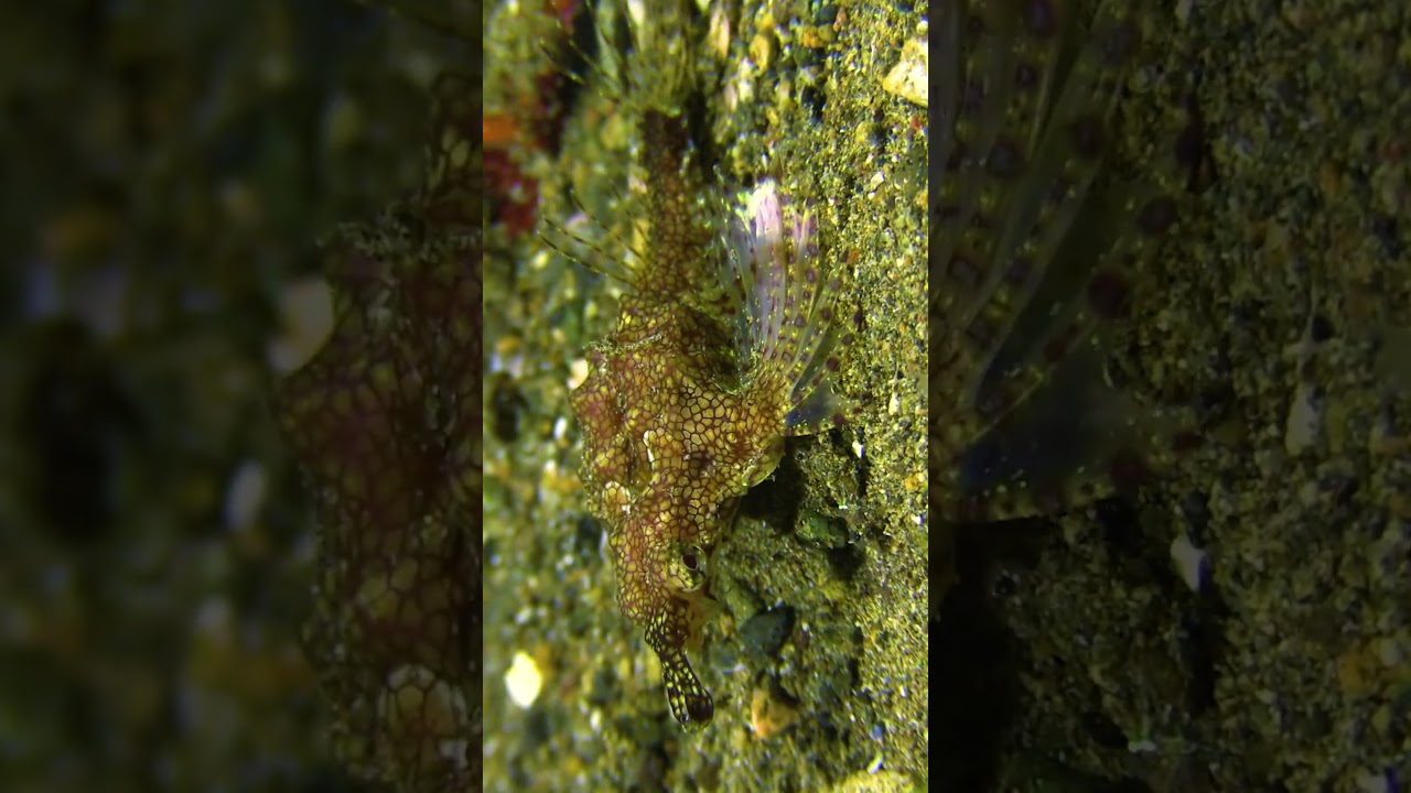 Gnarly Dragon Sea Moth Crawling On Seabed With Wings Spread Hunts Prey