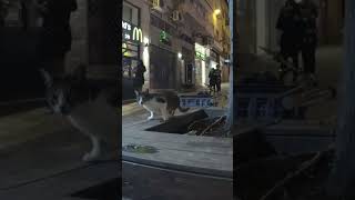 CAT from Jerusalem 4 street cats #shorts