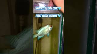 IMPORTED THAI SILK AVAILABLE 🩵 #thaisilk #silk #banglore #flowerhornfish #silvee #gold #fish